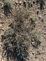 Cylindropuntia tesajo