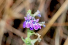 Lobelia reverchonii