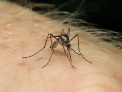 Aedes triseriatus