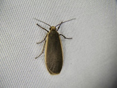 Eilema gina