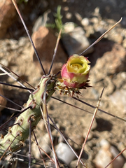 Cylindropuntia tesajo