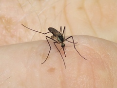 Aedes triseriatus