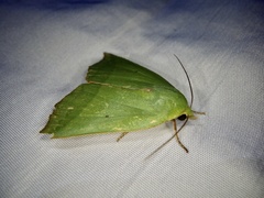 Clethrophora distincta