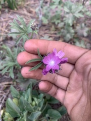 Sidalcea glaucescens