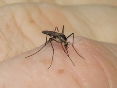 Aedes triseriatus