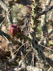 Cylindropuntia tesajo