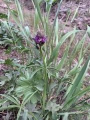 Sidalcea glaucescens