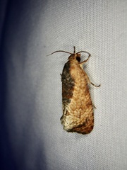 Cryptophlebia ombrodelta