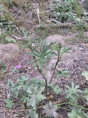 Sidalcea glaucescens