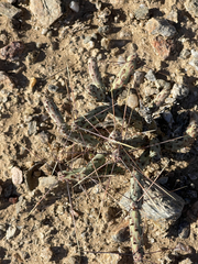 Cylindropuntia tesajo