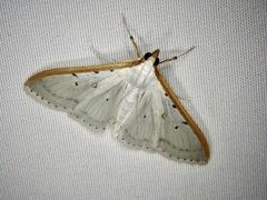 Palpita nigropunctalis