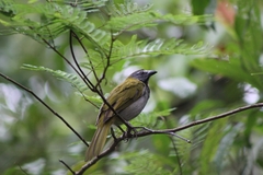Saltator maximus