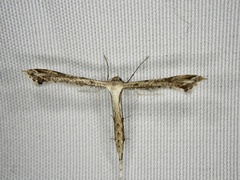 Stenoptilodes taprobanes