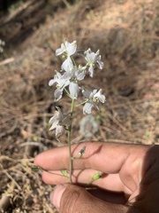 Delphinium gracilentum