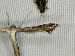 Stenoptilodes taprobanes