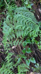 Dennstaedtia scandens