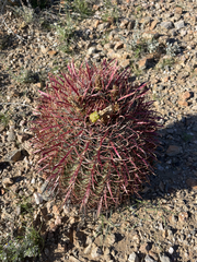 Ferocactus gracilis coloratus