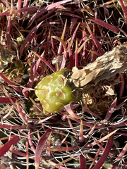 Ferocactus gracilis coloratus