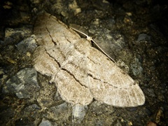 Apocleora rimosa