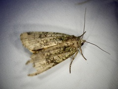 Xestia semiherbida