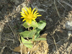 Grindelia ciliata