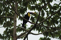 Ramphastos ambiguus