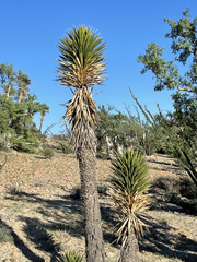 Yucca valida