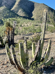 Lophocereus schottii