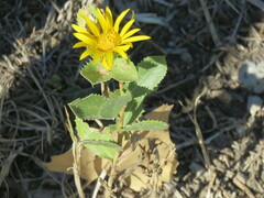 Grindelia ciliata
