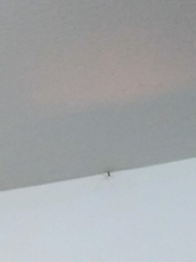 Smeringopus pallidus