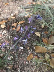 Ipomopsis multiflora