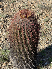 Ferocactus gracilis coloratus