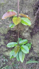Actinidia rufa