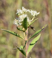 Eupatorium altissimum