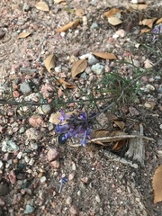 Ipomopsis multiflora