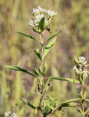 Eupatorium altissimum
