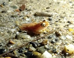 Dendropsophus microcephalus