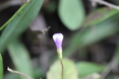 Torenia