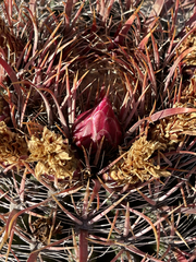 Ferocactus gracilis coloratus