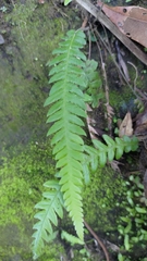 Phegopteris decursive-pinnata