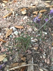 Ipomopsis multiflora