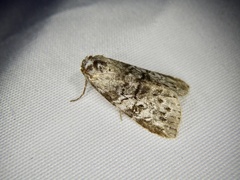 Bryophilina mollicula