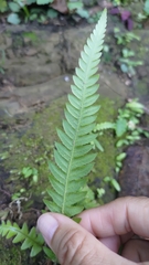 Phegopteris decursive-pinnata
