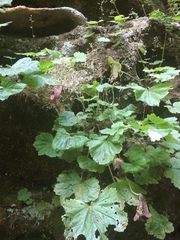 Heuchera missouriensis