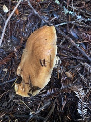 Suillus caerulescens