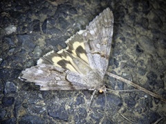 Catocala jonasii