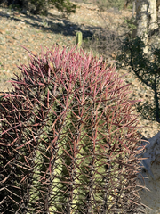 Ferocactus gracilis coloratus