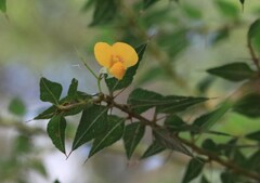 Podolobium aciculiferum