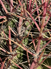 Ferocactus gracilis coloratus