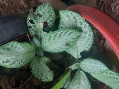 Episcia cupreata